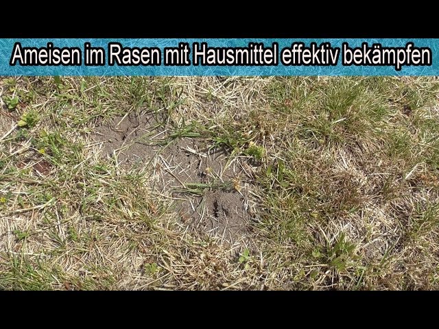 Ameisen im Rasen mit Hausmittel wirksam bekämpfen – Ameisen zerstören den Rasen – HILFE !