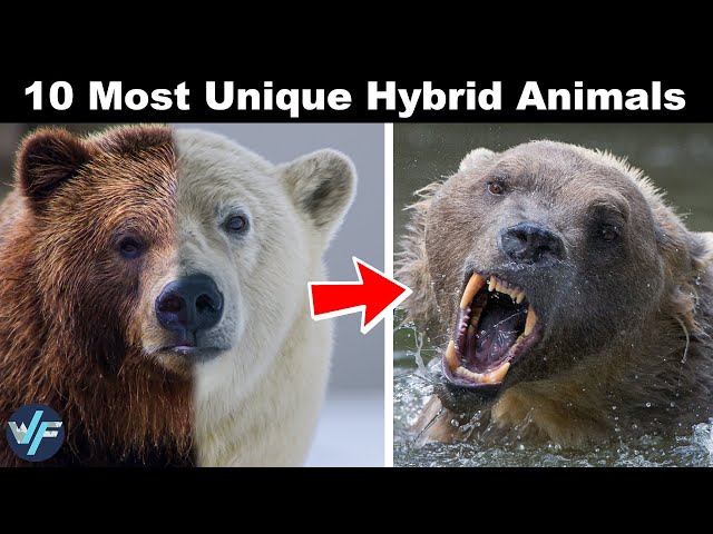 10 Most Unique Hybrid Animals