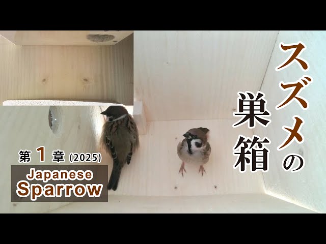 2025/02/22 スズメの巣箱 野鳥 Sparrow Bird Nest Box Live Camera