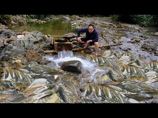 This guy uses Primitive Skills block the whole river to trap fish, The number of fish surprises us