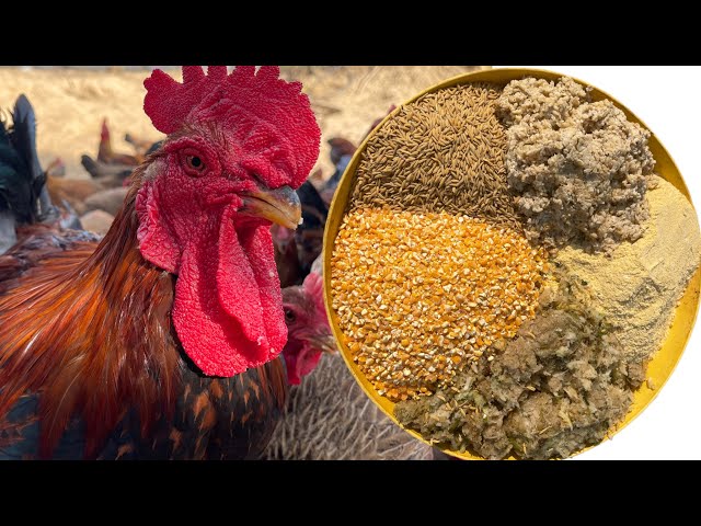 How to Raise Chickens for Profit – Chicken Farm & Organic Feed Formula