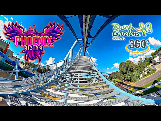 VR 360 Phoenix Rising Roller Coaster On Ride Front Seat POV Busch Gardens Tampa 2024 09 21