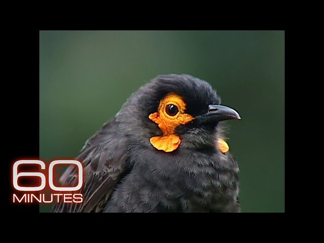 Garden of Eden | 60 Minutes Archive