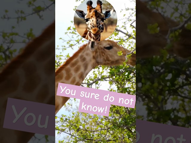 8 Mind-Blowing Facts About Giraffes