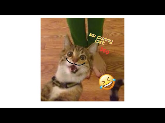 These cats are so funny that I would die laughing for them _ View it in 360 degrees P1