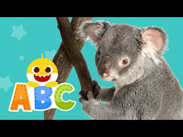 Learn ABCs with Baby Shark | Learn Animals | ABC Song | Baby Shark ABC for kids