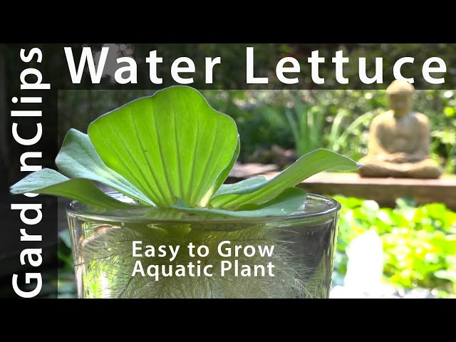 Water Lettuce - A Most Useful Aquatic Plant - How to grow Water Lettuce - Pistia stratiotes