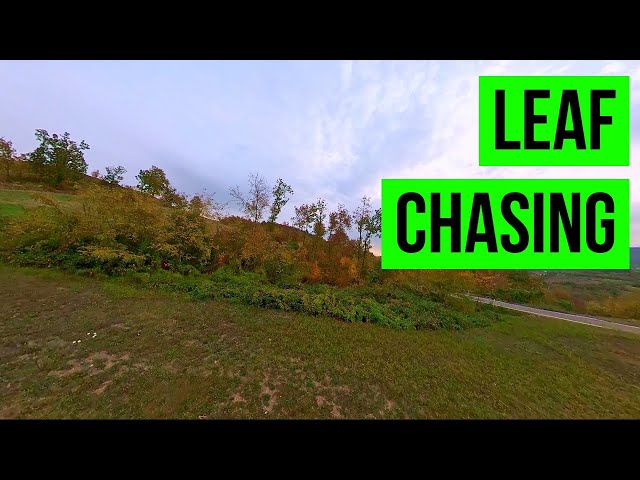 Cinematic 360 VR Chasing leaf