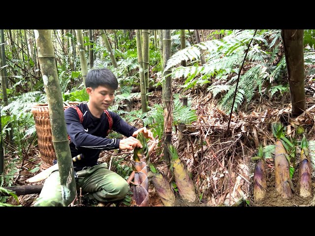 Harvesting bitter bamboo shoots in winter  - Thanh Trieu TV