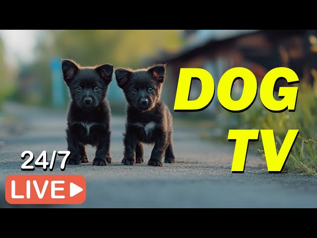 🔴[LIVE] DOG TV🐶Video Entertain Help Fun & Relax for Dogs While You're Away💖 Anti Anxiety DOG Music