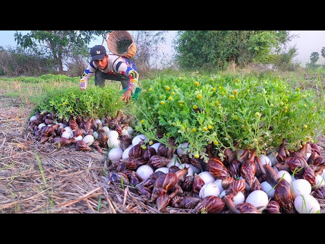 wow best videos - pick a lot of duck eggs and snails under grass at field by hand a farmer