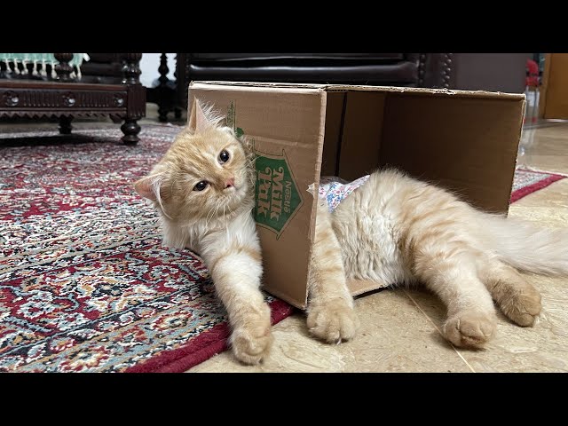 Cat vs box | funny reaction | orange cat behaviour