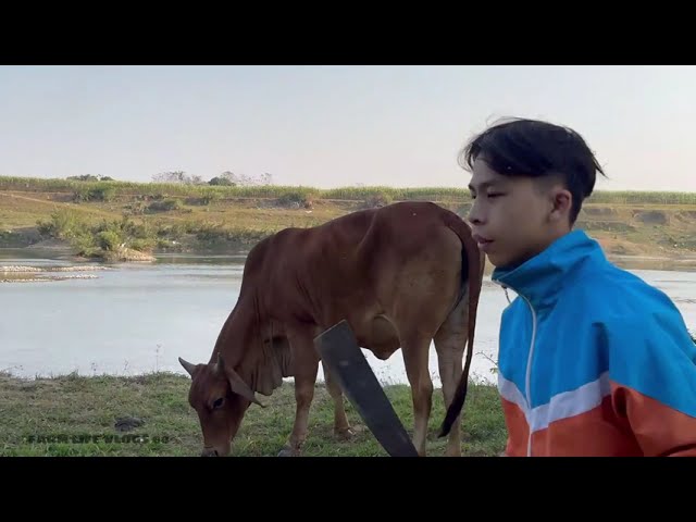 Rural Life Raising Livestock A Peaceful Day on the Farm