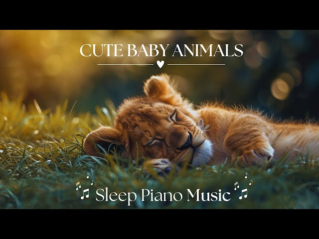 Cute Baby Animals 🐆 Relaxation Film with Peaceful Relaxing Music [𝗦𝗟𝗘𝗘𝗣 𝗣𝗜𝗔𝗡𝗢] and Animals Video