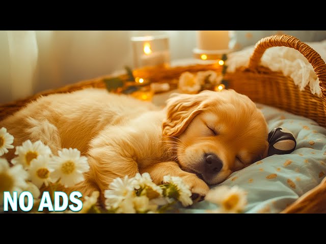 12 Hours of Music to Help Dogs Sleep🎵Dog Music Reduces Separation Anxiety At Home🎵💖