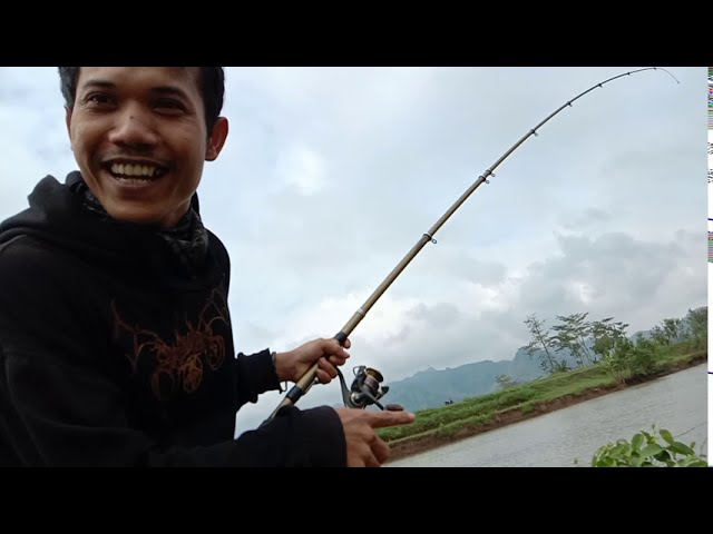 Fishing for mangrove jack fish - fishing in Kebumen