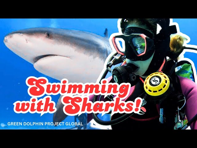 Shark-infested Waters: Diving In Mexico's Underwater Jungle!