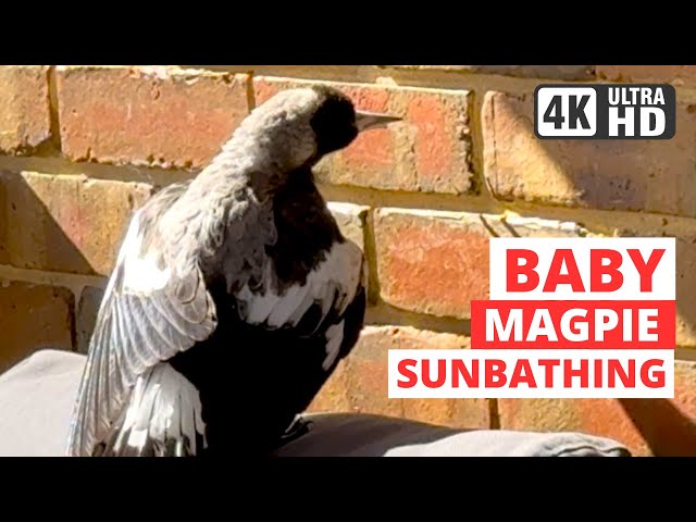 Australian Magpie Baby Caught Sunbathing! ☀️Why do Australian Magpies Sunbathe?