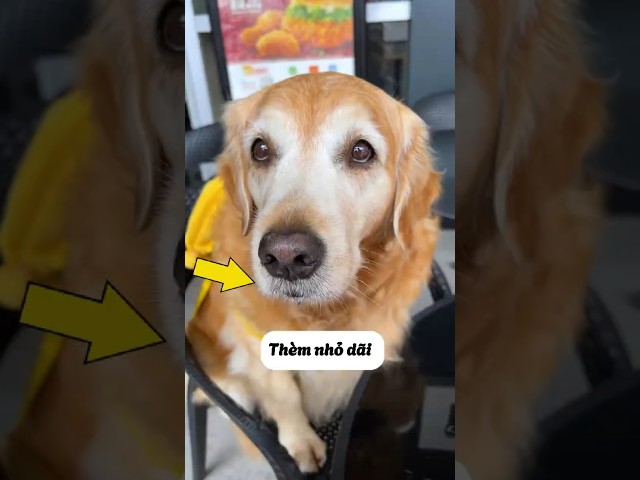 Bữa Sáng Đặc Biệt Của Bảo Bảo #thúcưng #vậtnuôi #chómèohàihước #funny #pets #dog #cute #animals