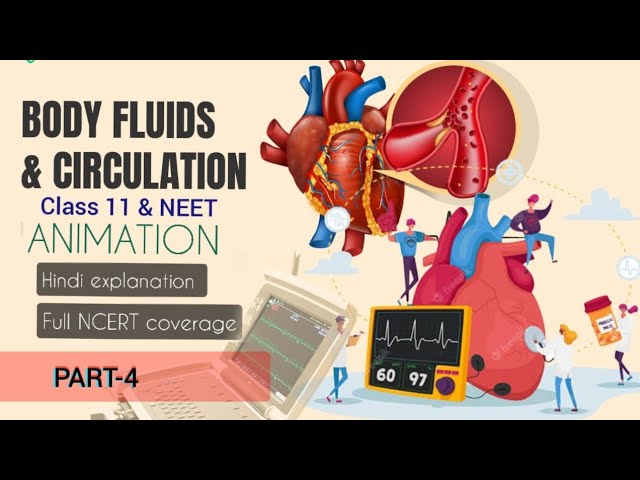 CARDIAC CYCLE & REGULATION OF CARDIAC ACTIVITY|Hindi ANIMATION|Body fluid & circulation PART4 #neet