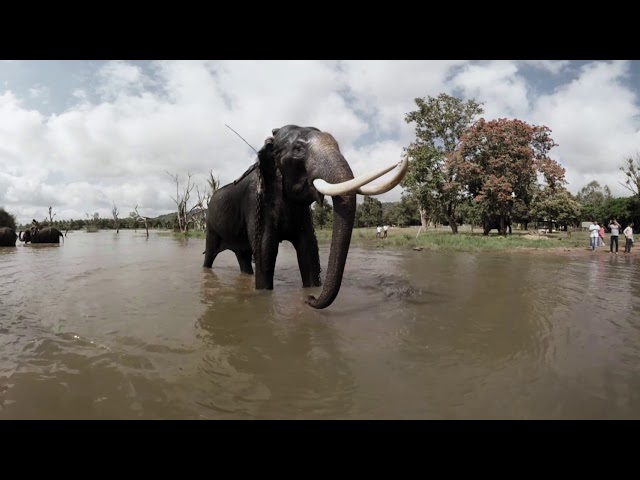 An Elephant Story - Me and my Mahout