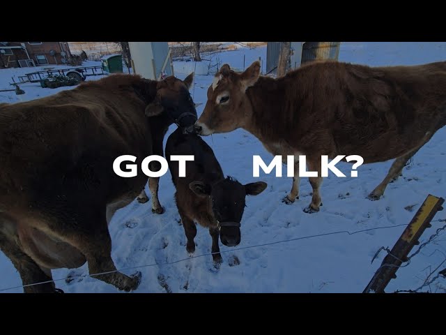 Day in the Life Vlog #18 - My Turn to Milk Our Family Cow!