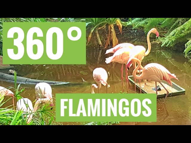 Best Flamingos 360 VR video Tropical Islands Germany