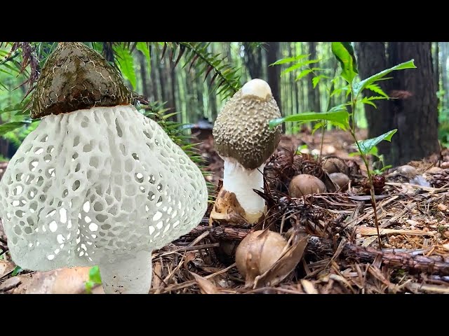 沉浸式采摘竹荪，Immersive picking of bamboo fungus#picking#vegetable#rural life#satisfying #naturerurallife