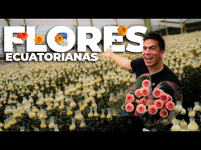 This is how FLOWERS are EXPORTED from ECUADOR | El Champ