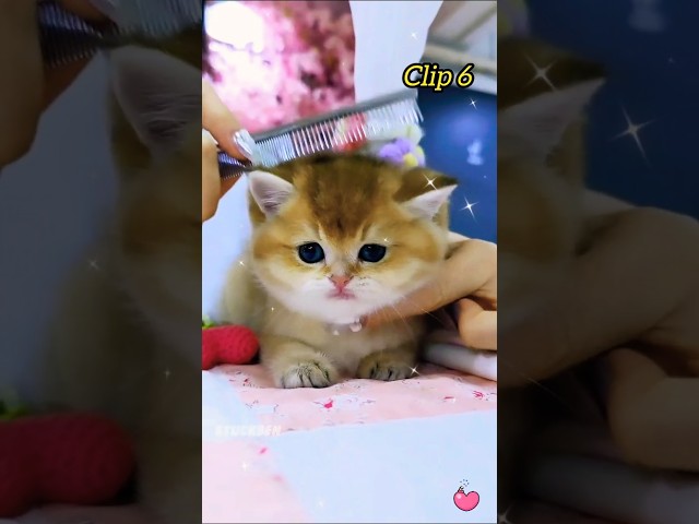 funny kitten’s clip 🙀💤