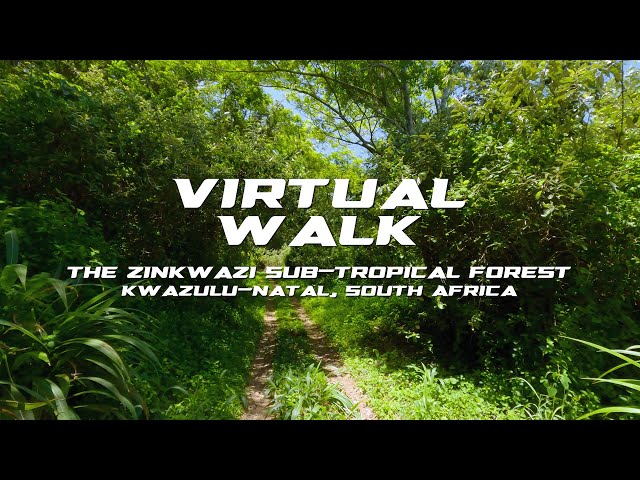 Virtual Walk in The Zinkwazi Sub Tropical Forest | KwaZulu Natal, South Africa