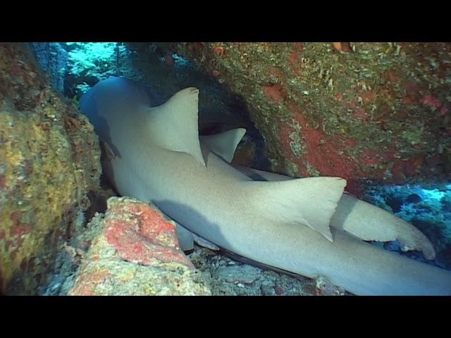 Zebra Sharks (Leopard Sharks) & Nurse Sharks - Reef Life of the Andaman - Part 2