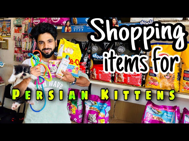 Shopping before buying persian cat or kitten | Important accessories to use for persian cats | pets