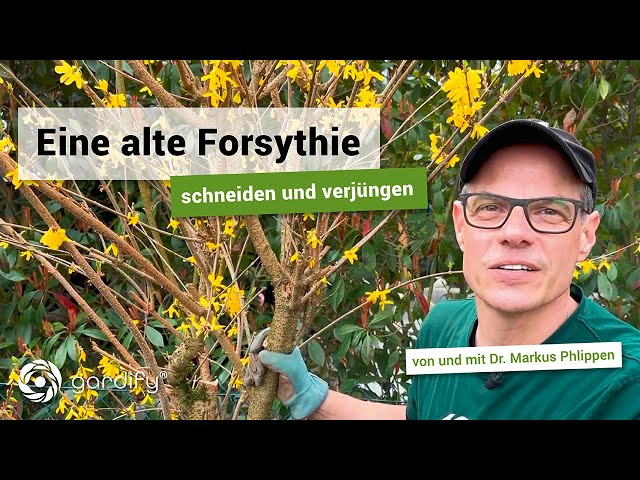 Forsythien schneiden und verjüngen - Darauf unbedingt achten! | gardify Tipps