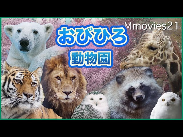 【おでかけおびひろ動物園】ぐるり一周〜ホッキョクグマが詰め込みたくなる場所って？