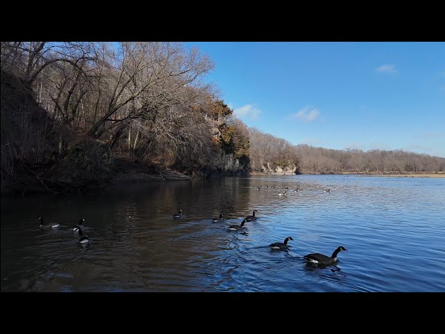 Geese on the River!