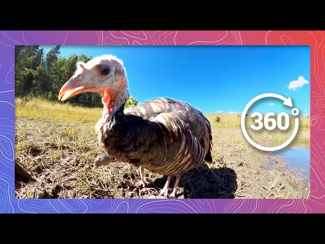 Wild Turkey Take Over | Wildlife in 360 VR