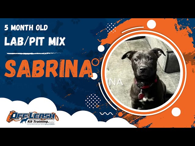 Sabrina | 5 Month Old Lab/Pit Mix | Off Leash Lab/Pit Mix Training, Georgia