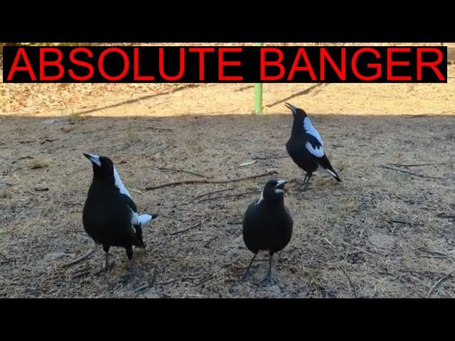 Australian Magpies Singing Me Their New Song (And Doing Some Weird Little Grunts)