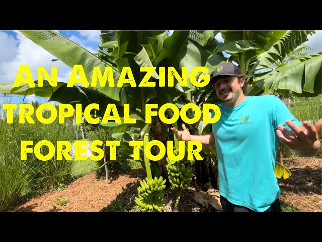 An amazing south Florida tropical garden tour !!!!