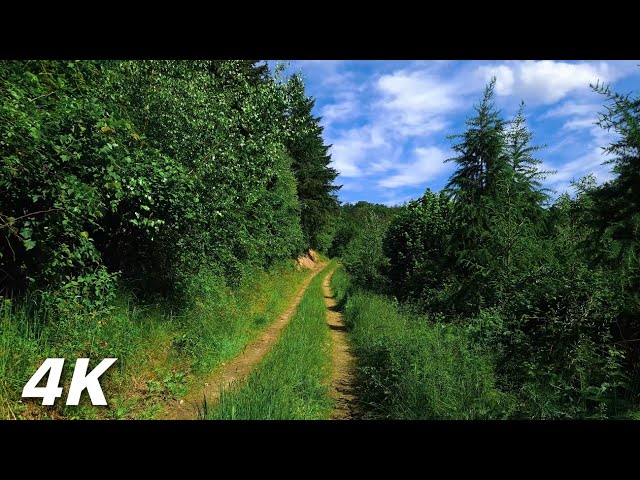 Summer Forest Walk - ASMR Relaxing 4K