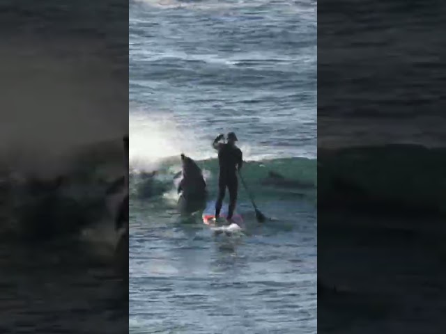 Paddle Boarder Gets Smashed by Dolphin