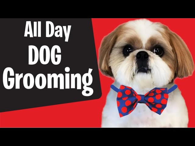 1/30/2025 Dog Grooming ALL DAY! Poodle, Shih Tzu, Maltese, Scottish Terriers, Havanese,