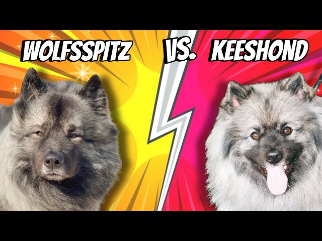 Wolfsspitz vs. Keeshond 👉🏻 Der Unterschied kurz erklärt ✅