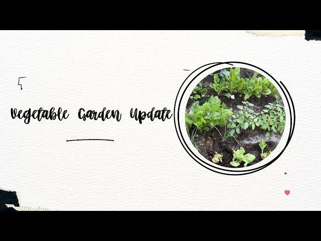 Veggie Garden Update 🥬🍅 (Vegetable Garden) | @LifewithMsMalaika