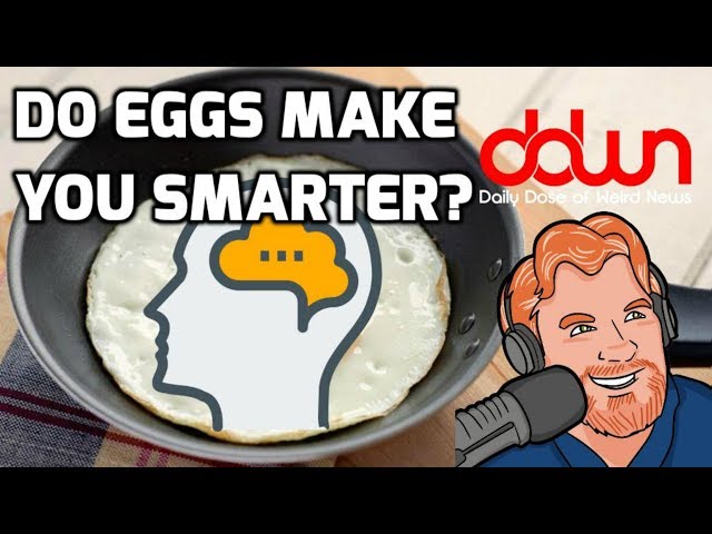 Do eggs make you smarter? * And 9 more true weird news stories!  #DDWN