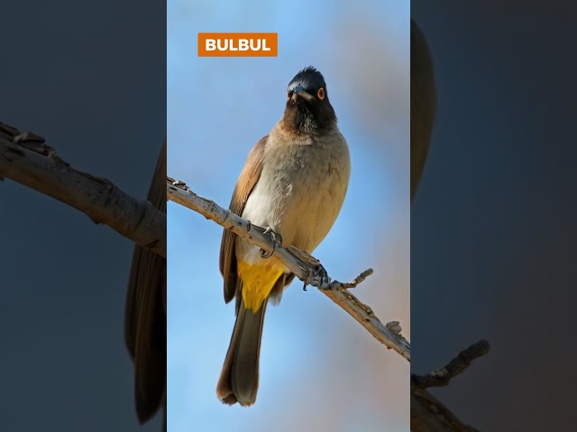 Relaxing Bird Sounds: Bulbul, Crow, Eurasian Jay, Coucal, Eurasian Hoopoe