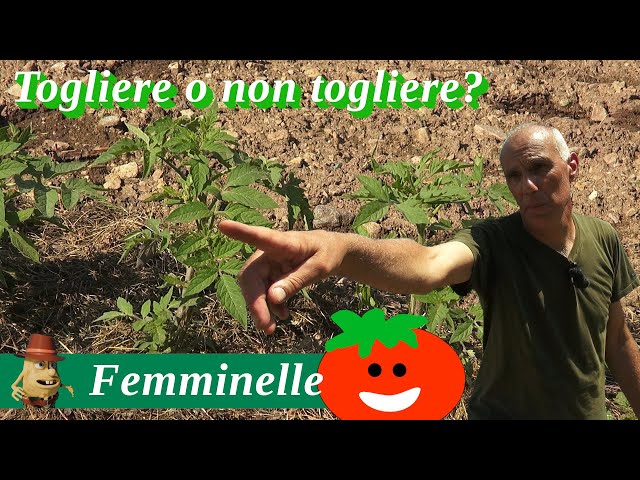 Pomodori: TOGLIERE o non togliere le FEMMINELLE 🍅