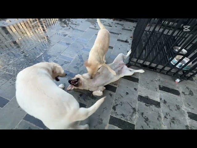 Dog Fight Sweet Happy