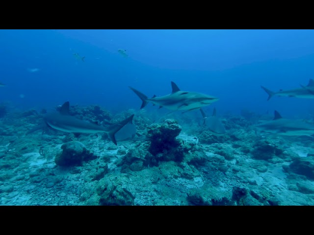 Meta Roatan Sharks 1min VR3D 180 LR